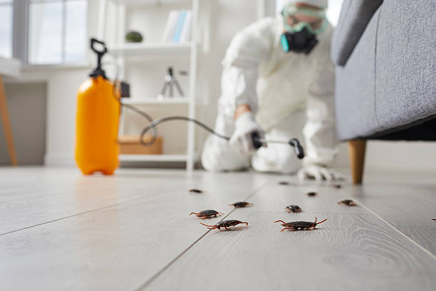 Commercial Kitchen Cockroach Control in Day Heights